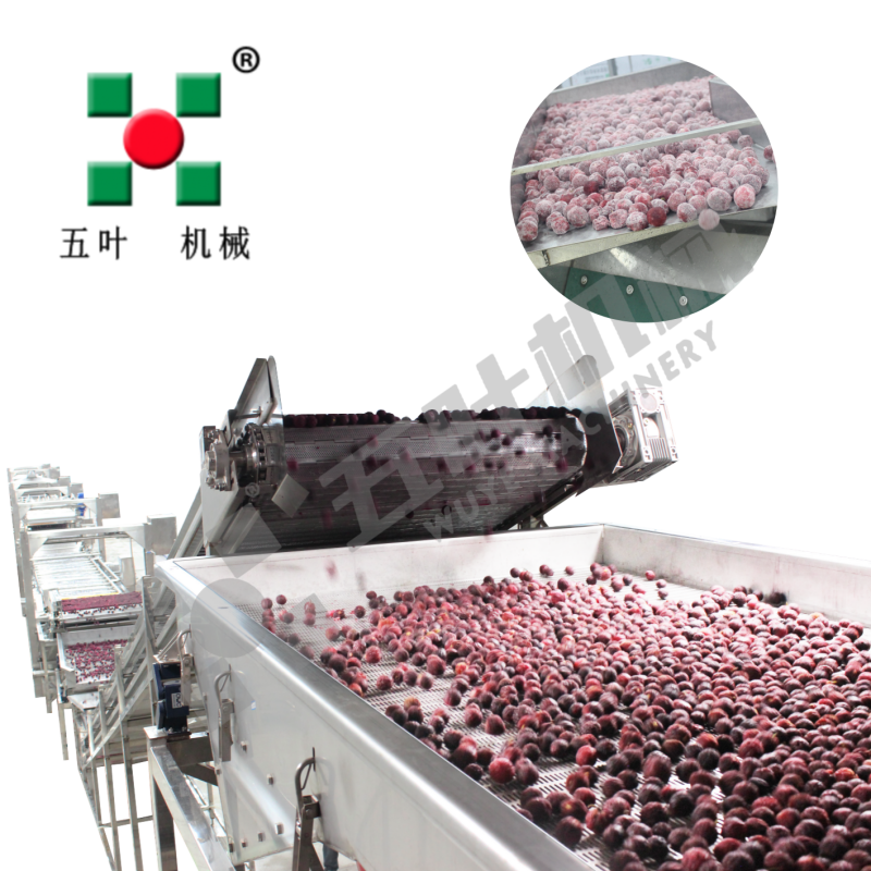 Automatic Continuous Waxberry Frozen Fruit And Vegetable Production Line Fruit Freezing Equipment Fruit Production Line