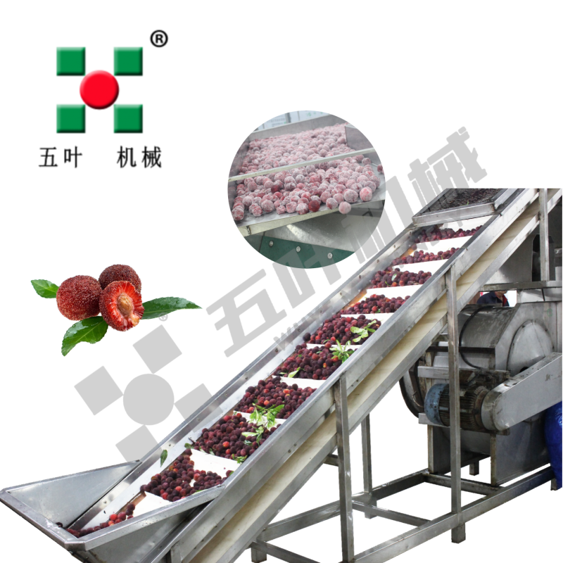Automatic Continuous Waxberry Frozen Fruit And Vegetable Production Line Fruit Freezing Equipment Fruit Production Line