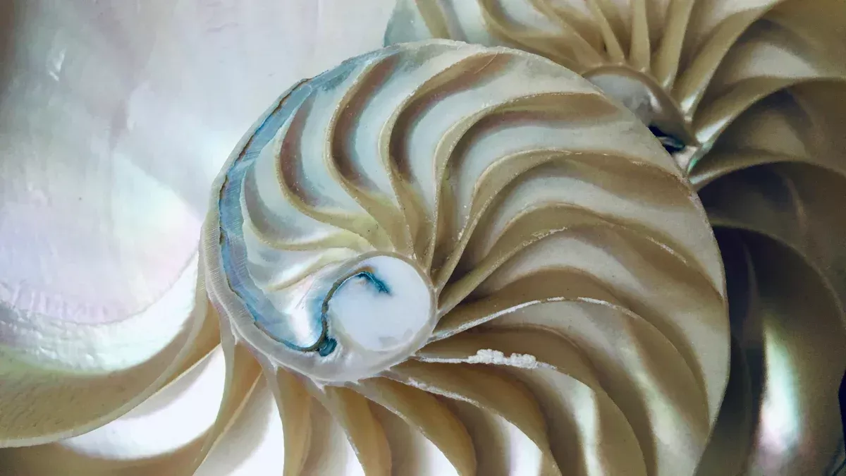 Spiral Quick Freezer Overview