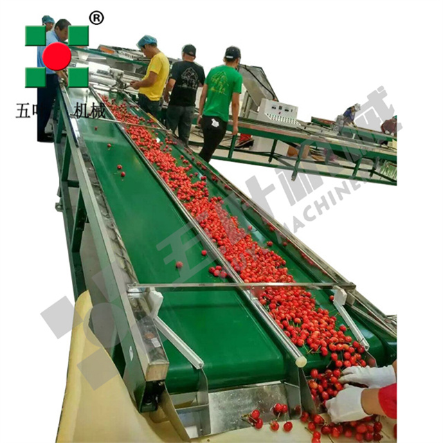  IQF Quick-Freezing Production Line for Cherries & Plums