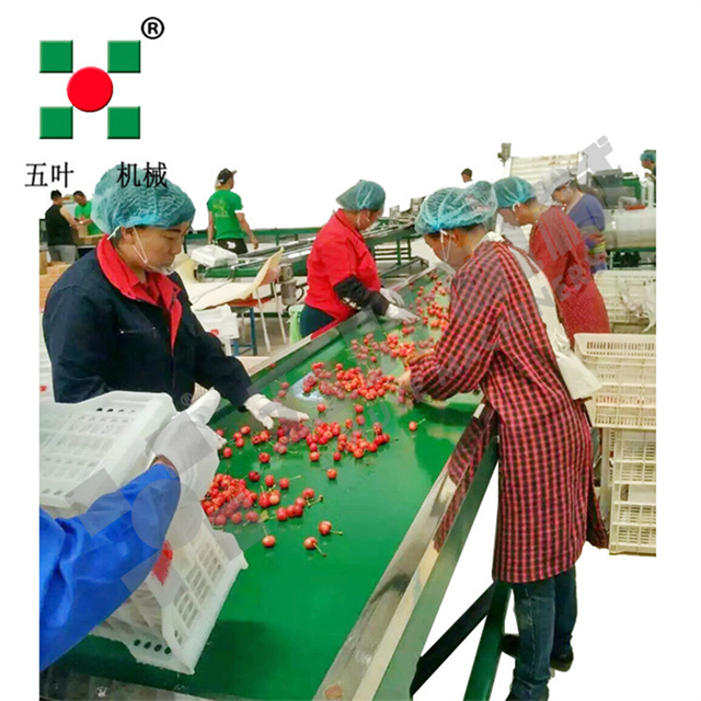 Commercial Freezing Equipment Fruit Processing Line