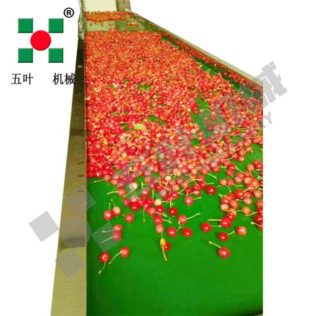  IQF Quick-Freezing Production Line for Cherries & Plums