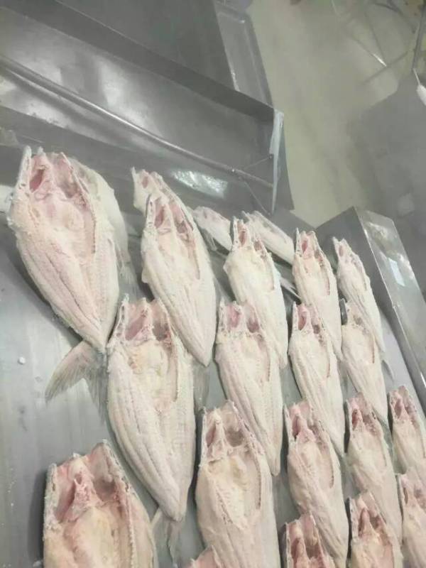 frozen fish